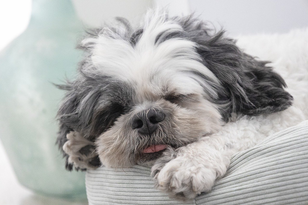 A Guide to Understanding the Shih Tzu